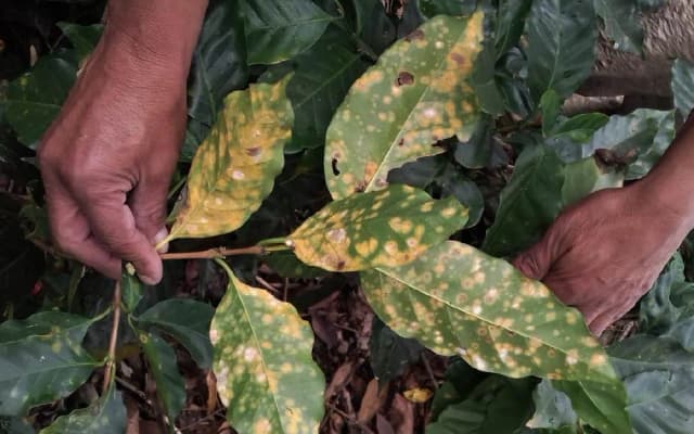 Coffee tree leaves with yellow Rust spots